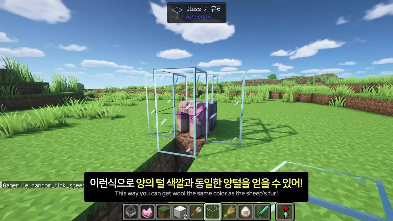 분홍으로 염색한 양이 들어간 우리