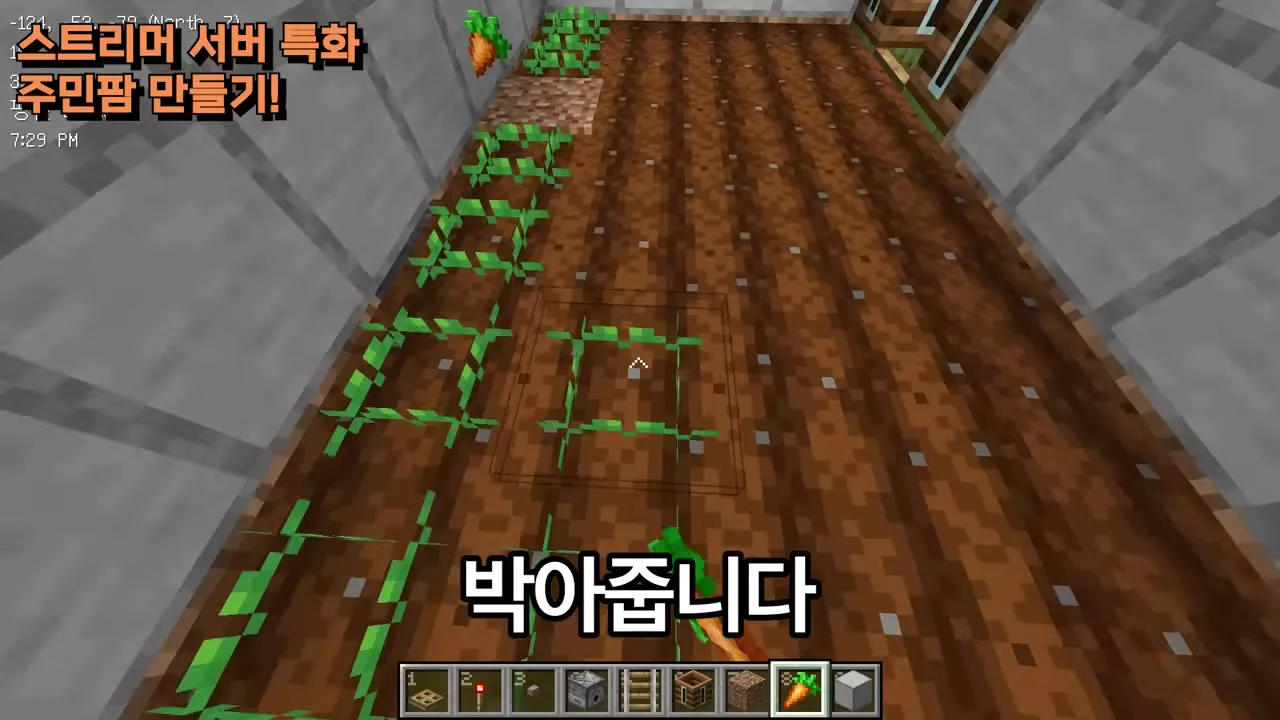 당근을 심어 완성한 밭